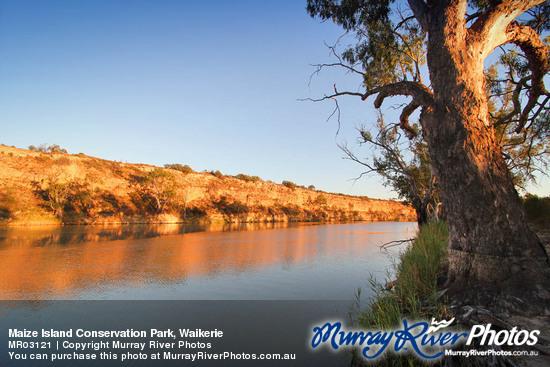 Maize Island Conservation Park, Waikerie