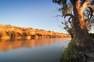 Maize Island Conservation Park, Waikerie