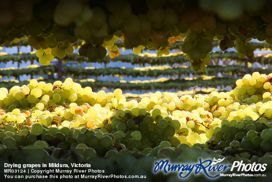 Drying grapes in Mildura, Victoria