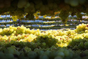 Drying grapes in Mildura, Victoria