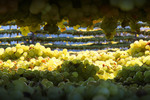 Drying grapes in Mildura, Victoria