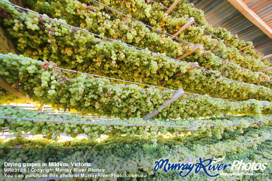 Drying grapes in Mildura, Victoria