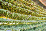 Drying grapes in Mildura, Victoria