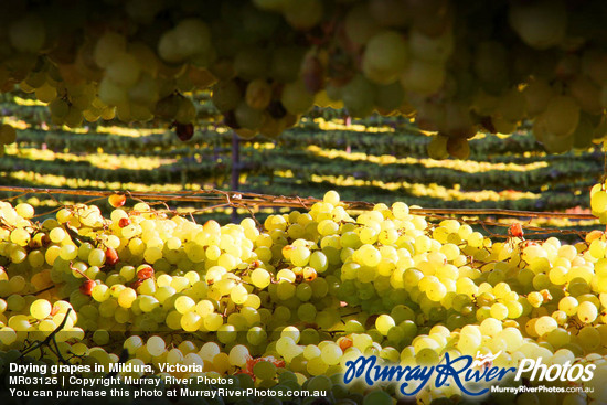 Drying grapes in Mildura, Victoria