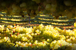 Drying grapes in Mildura, Victoria