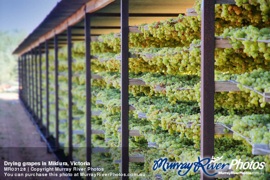 Drying grapes in Mildura, Victoria