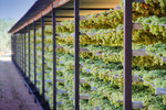 Drying grapes in Mildura, Victoria