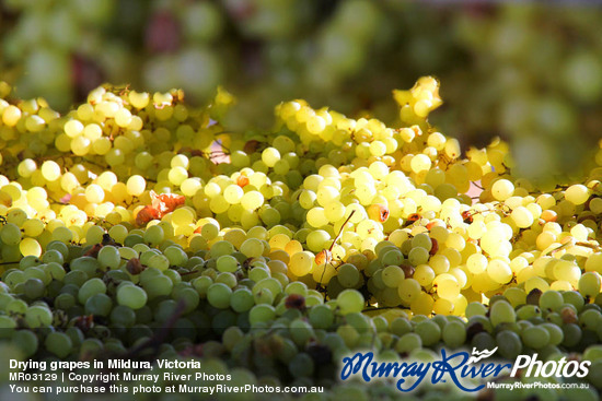 Drying grapes in Mildura, Victoria