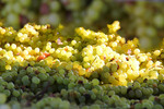 Drying grapes in Mildura, Victoria