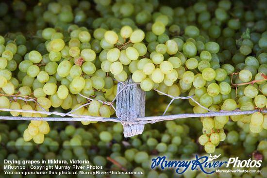 Drying grapes in Mildura, Victoria