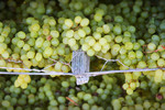 Drying grapes in Mildura, Victoria