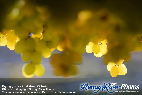 Drying grapes in Mildura, Victoria