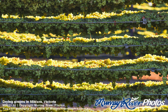 Drying grapes in Mildura, Victoria