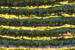 Drying grapes in Mildura, Victoria