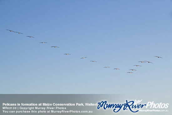 Pelicans in formation at Maize Conservation Park, Waikerie