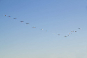 Pelicans in formation at Maize Conservation Park, Waikerie