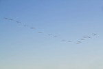 Pelicans in formation at Maize Conservation Park, Waikerie