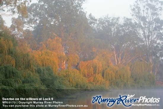 Sunrise on the willows at Lock 9