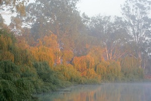 Sunrise on the willows at Lock 9