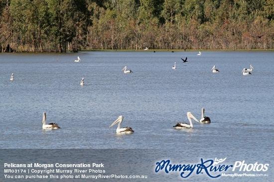 Pelicans at Morgan Conservation Park