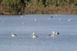Pelicans at Morgan Conservation Park