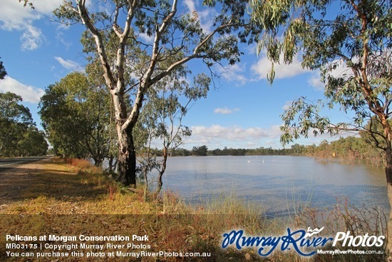 Pelicans at Morgan Conservation Park