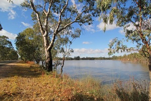 Pelicans at Morgan Conservation Park