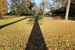 Tree in the Albury Botanic Gardens