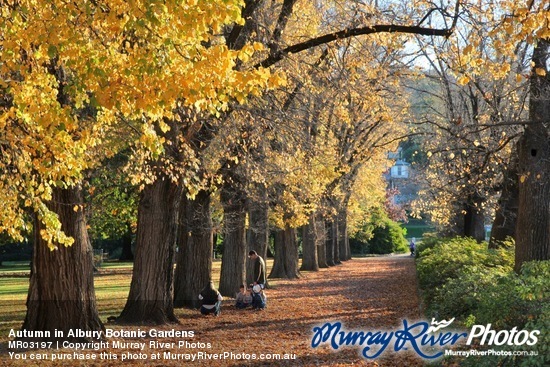 Autumn in Albury Botanic Gardens