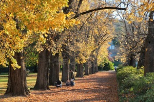 Autumn in Albury Botanic Gardens