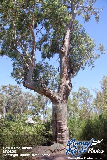 Hovell Tree, Albury