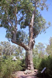 Hovell Tree, Albury