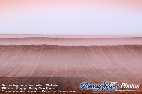 Sunrise fog over wheat fields of Waikerie