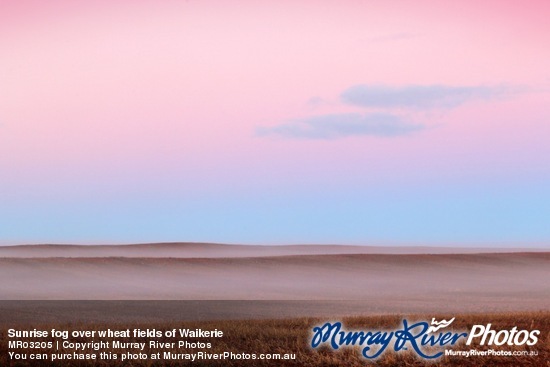 Sunrise fog over wheat fields of Waikerie