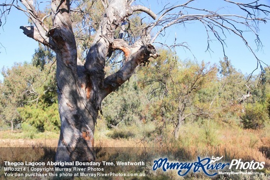 Thegoa Lagoon Aboriginal Boundary Tree, Wentworth