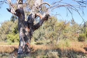 Thegoa Lagoon Aboriginal Boundary Tree, Wentworth