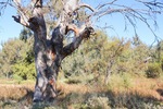 Thegoa Lagoon Aboriginal Boundary Tree, Wentworth