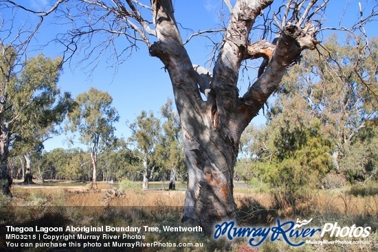 Thegoa Lagoon Aboriginal Boundary Tree, Wentworth