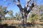 Thegoa Lagoon Aboriginal Boundary Tree, Wentworth