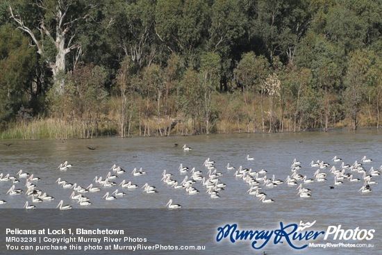 Pelicans at Lock 1, Blanchetown