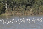 Pelicans at Lock 1, Blanchetown