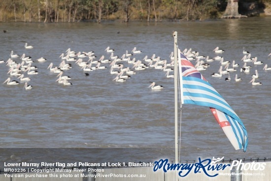 Lower Murray River flag and Pelicans at Lock 1, Blanchetown