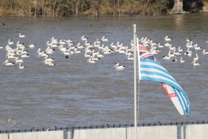 Lower Murray River flag and Pelicans at Lock 1, Blanchetown