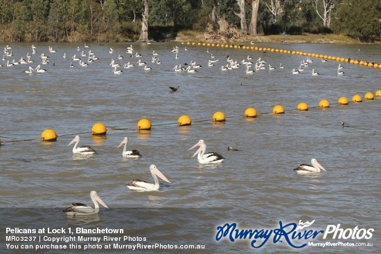 Pelicans at Lock 1, Blanchetown