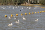 Pelicans at Lock 1, Blanchetown