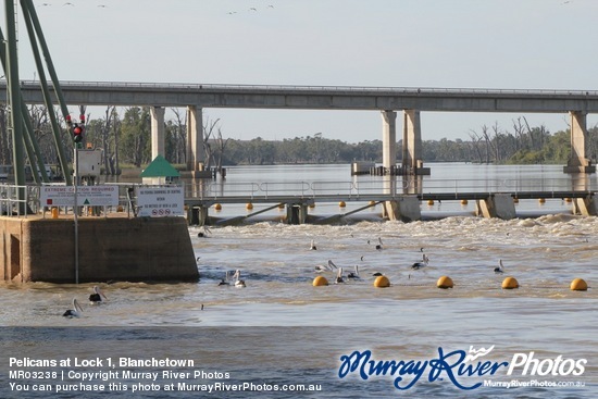 Pelicans at Lock 1, Blanchetown