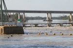 Pelicans at Lock 1, Blanchetown