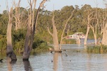 Houseboat near Renmark