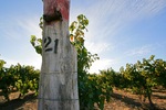 Cadell Vineyards, South Australia