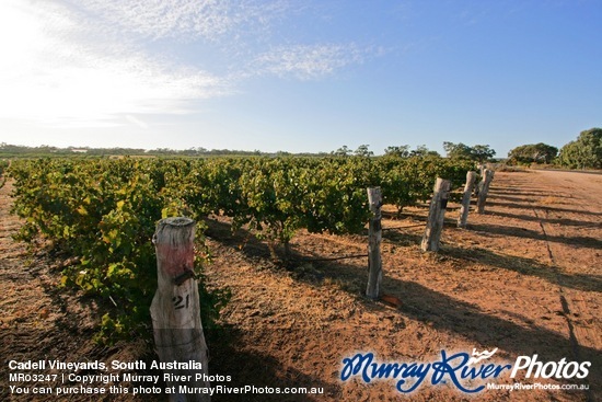 Cadell Vineyards, South Australia